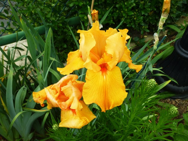 most beautiful one I've seen